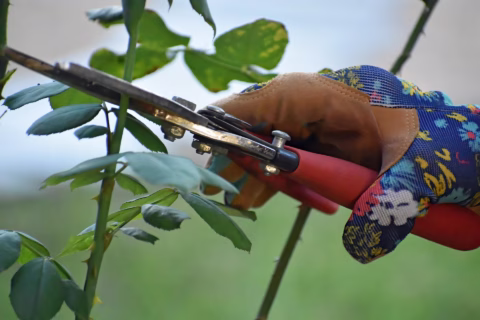 A gloved hand uses red-handled secateurs to trim green rose stems with leaves outdoors.
