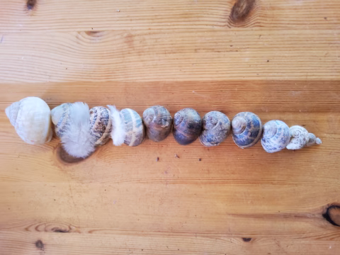 A row of ten seashells lined up by size on a wooden surface, with a small white feather placed between the second and third shells from the left.