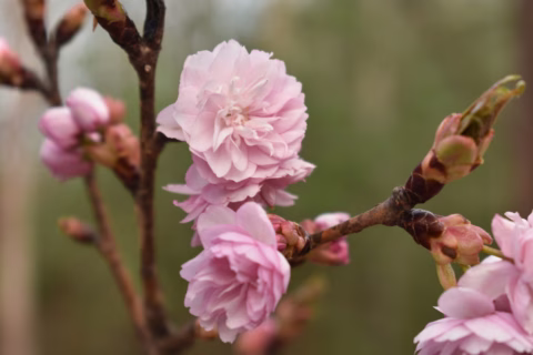 Close-up of light pink cherry blossoms blooming on a branch, with soft-focus green and brown background. The delicate petals are layered, giving the flowers a full and textured appearance.