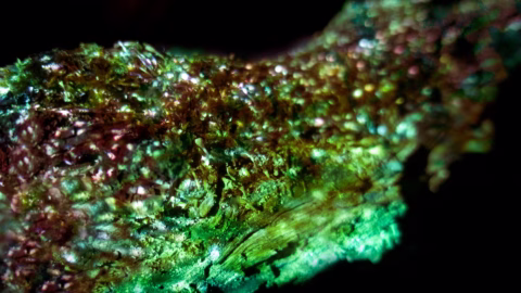 Close-up of a rough, iridescent mineral surface with shimmering green and gold hues, reflecting light and displaying a textured, crystalline appearance against a dark background.