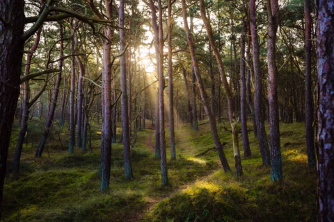 Sunlight filters through tall, slender pine trees in a lush green forest. The forest floor is covered in moss and grass, with a narrow path winding through the trees. The scene appears tranquil and inviting.