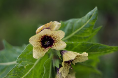A close-up of a yellow, veined flower with a dark centre, surrounded by green leaves, against a blurred green background.