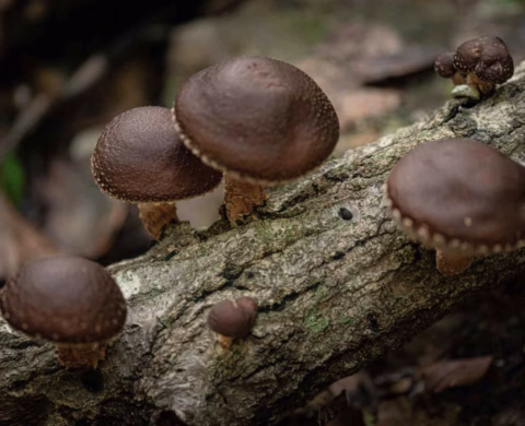 Several brown mushrooms with textured caps grow on a mossy, decaying log in a forest setting, surrounded by blurred natural background.