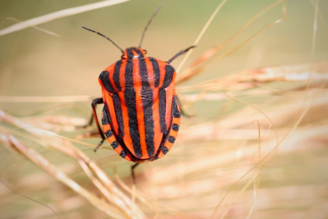 A close-up of a red and black striped beetle, possibly a shield bug, perched on dry grass with a blurred green and beige background.
