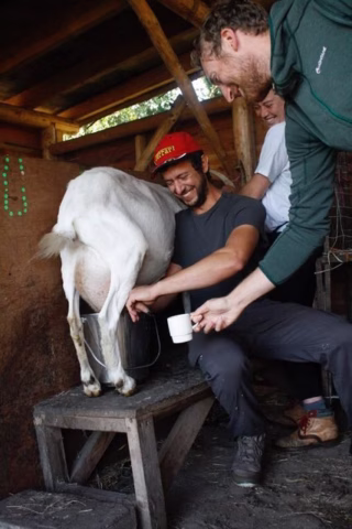 Three people are in a wooden shed, with one sitting and milking a white goat into a bucket, smiling. Another holds a cup to collect milk, whilst the third stands behind, watching and smiling.