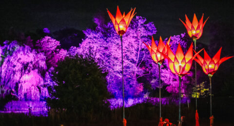 Bright red illuminated lotus-shaped lanterns stand tall in the foreground, whilst trees in the background are bathed in vibrant purple and pink lights, creating a colourful night scene.